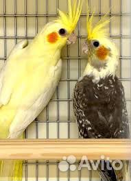 Попугай корелла