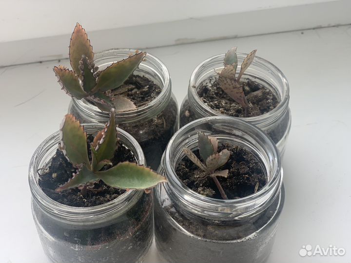 Каланхоэ Дегремона (живородящая) (каланхоя)