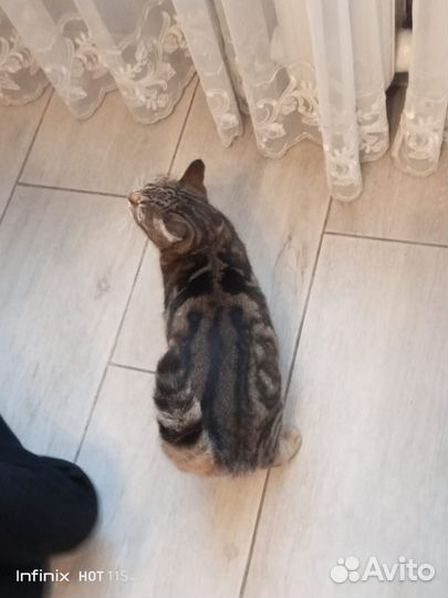 Отдам кошечку в дар