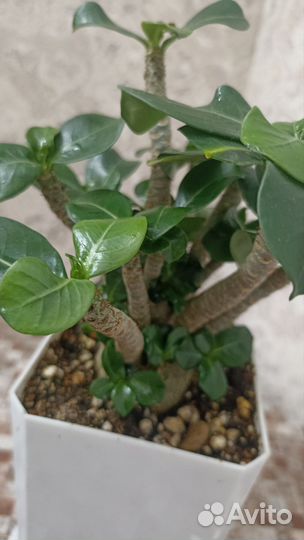 Адениум мини