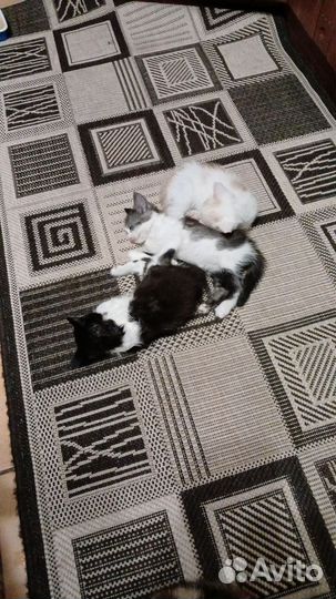 Котята всё едят и ходят в лоток