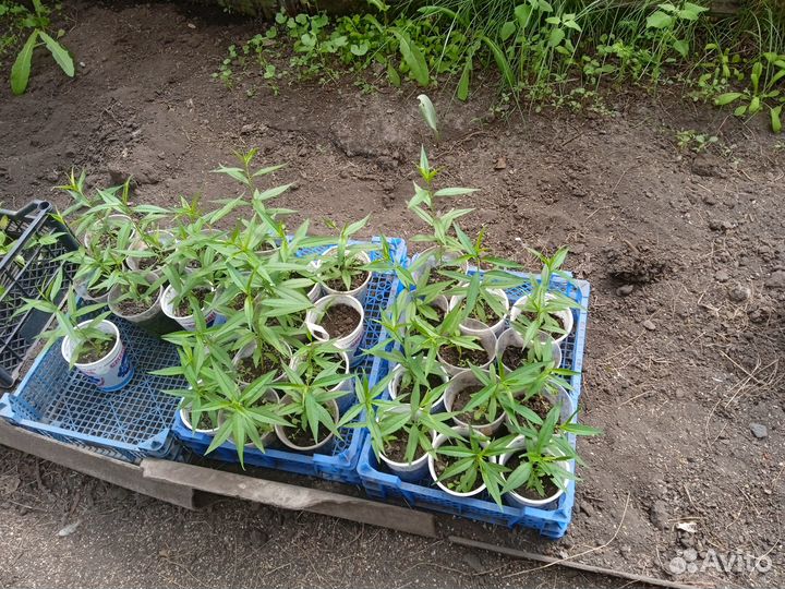 Продам саженцы персика сорт 