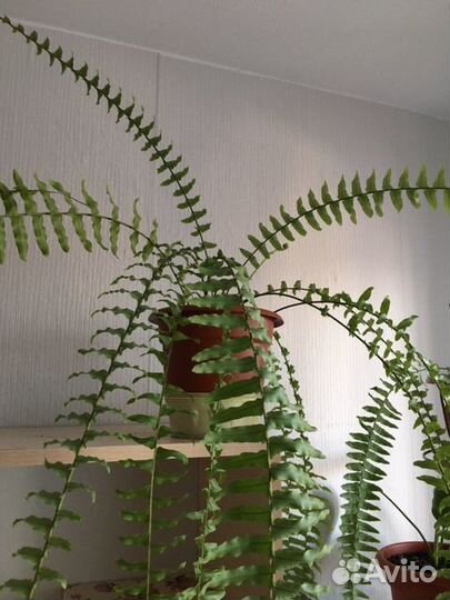 Папоротник