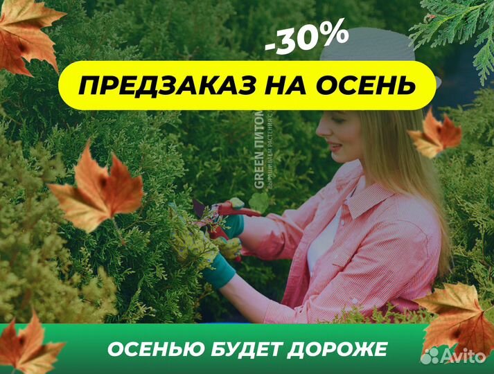 Туя сортовая Брабант, Смарагд,Колумна