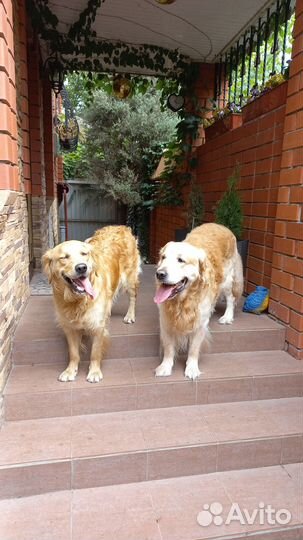 Вязка золотистого ретривера