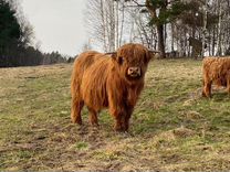 Шотландские коровы, хайленд