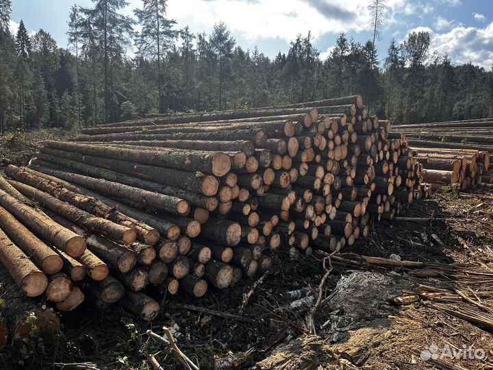Продажа леса