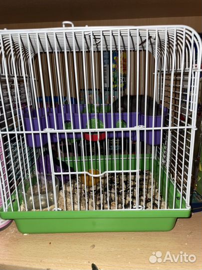 Декоративная крыса