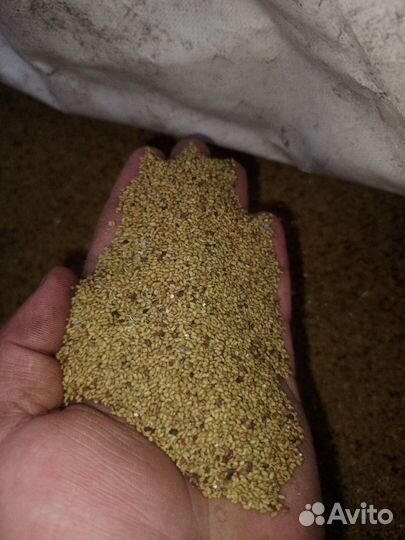 Семена люцерны