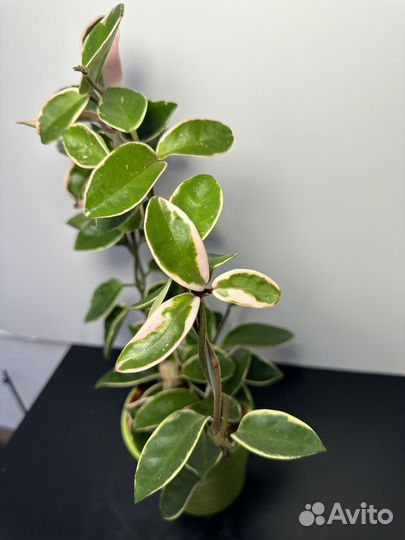 Хойя кримсон квин