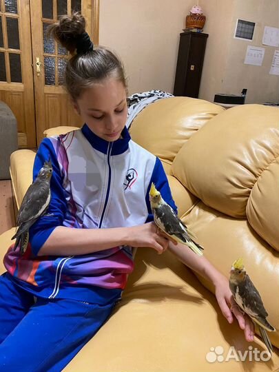 Попугай корелла птенцы