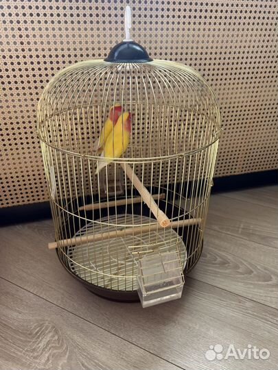 Попугаи неразлучники