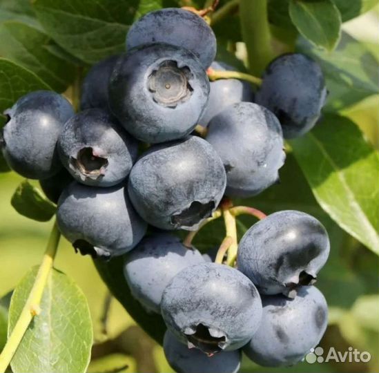 Голубика плодоносящие кусты 5 лет