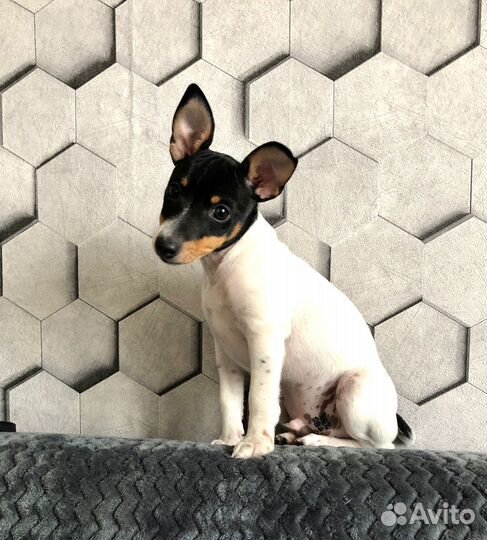 Той фокстерьер