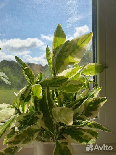 Педилантус