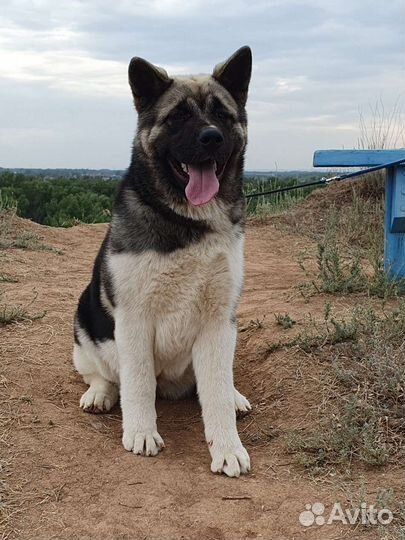 Американская акита