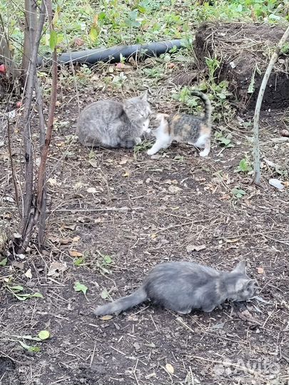 Котята ищут дом