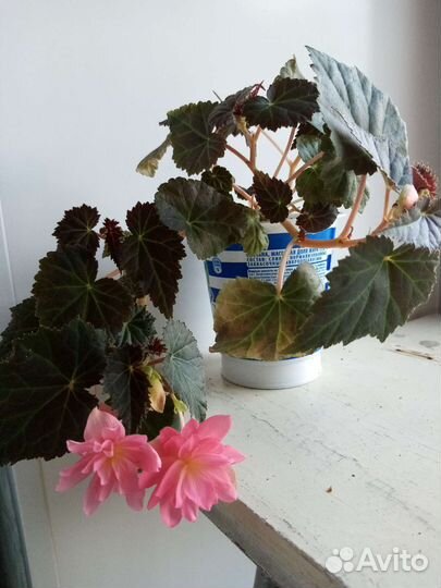 Бегония ампельная