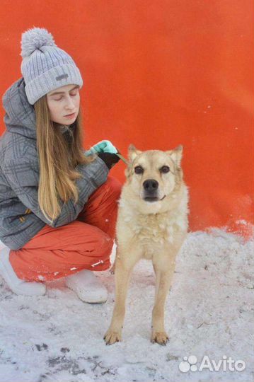 Собака Барсик на доживание