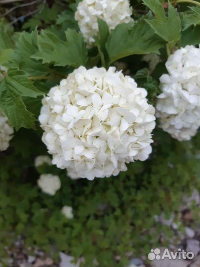 Калина бульденеж, саженцы