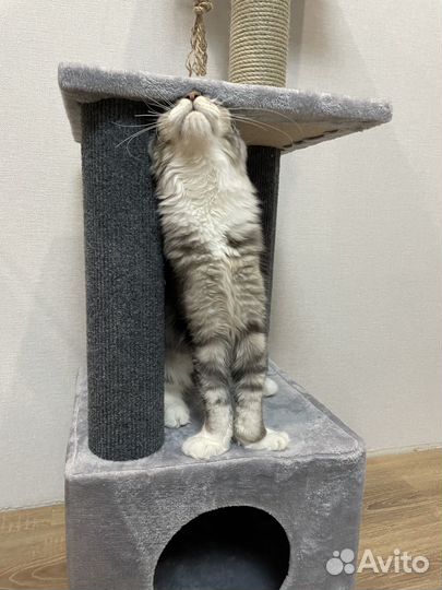 Котенок мейн-кун