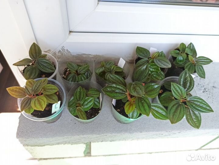 Пеперомия Россо