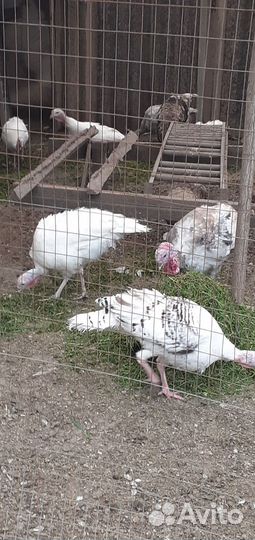 Индюки домашние