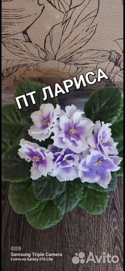Сортовые фиалки