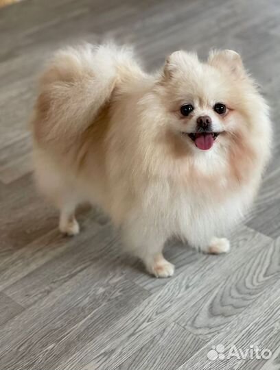 Две сестрёнки в поисках дома