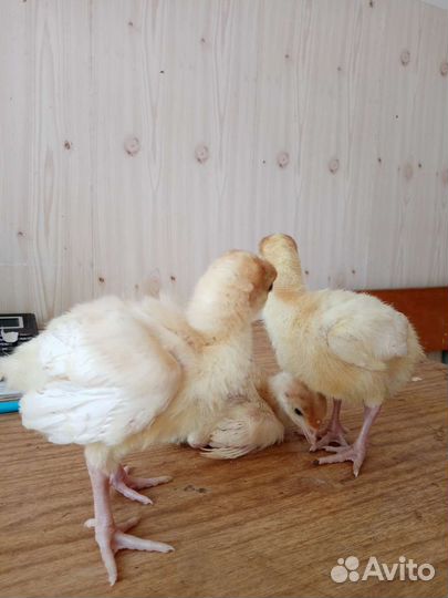 Индюки индюшата