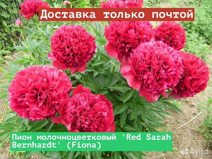 Пион молочноцветковый Red Sarah Bernhardt (Fiona)