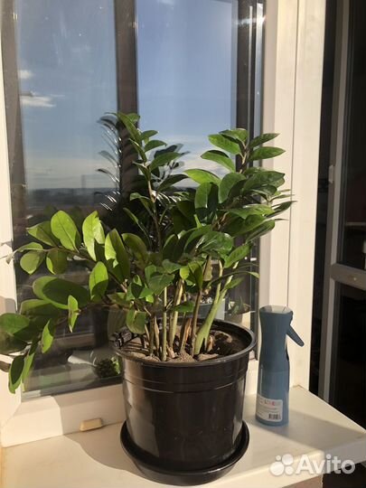 Замиокулькас