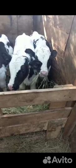 Бычки на откорма. С доставкой