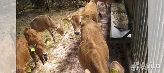 Осушитель подстилки для домашних животных и птиц