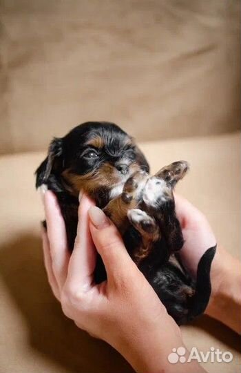 Щенки Кавалер Кинг Чарльз Спаниель. Бронирование