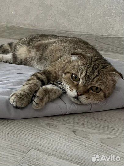 Шотландская вислоухая кошка бесплатно