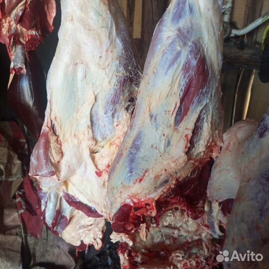 Продам мясо говядина