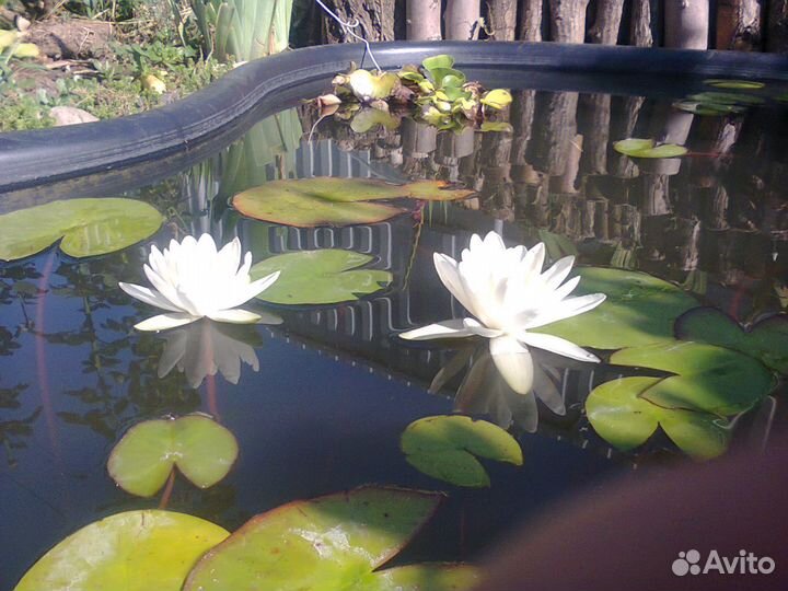 Водная лилия. Нимфея, можевельник, кувшинки