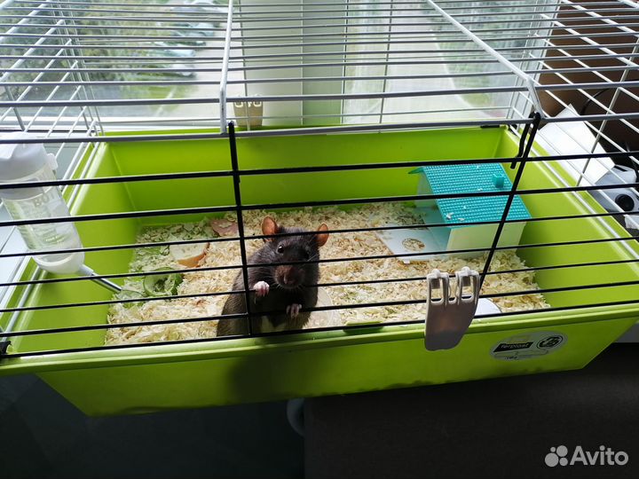 Крыса с клеткой