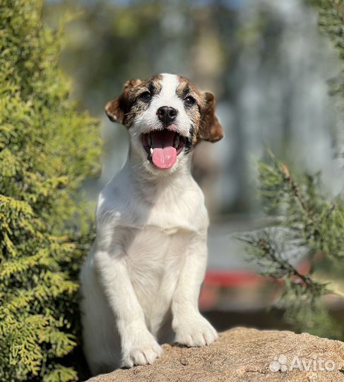 Джек Рассел терьер