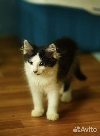 Котенок Амур в добрые руки