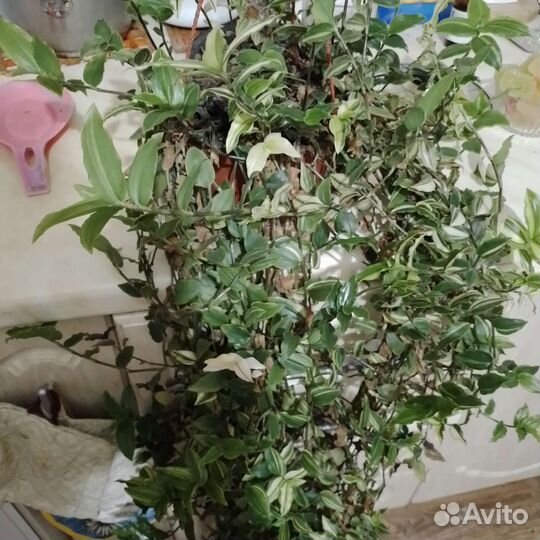 Комнатные цветы