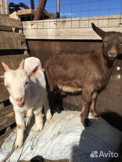 Козлята