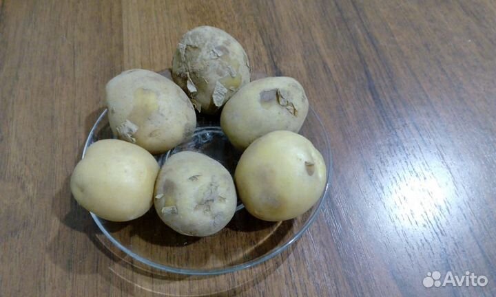 Семена картофеля