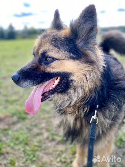 В добрые руки метис овчарки