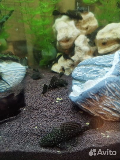 Сомики анциструсы