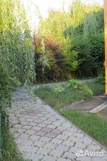 Ива плакучая саженцы