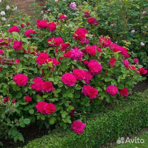 Роза Софи Роуз английская селекция Д. Остина