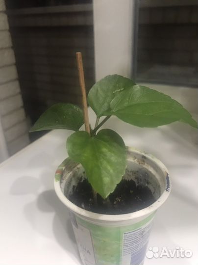 Гибискус сортовой, фикус, традесканция