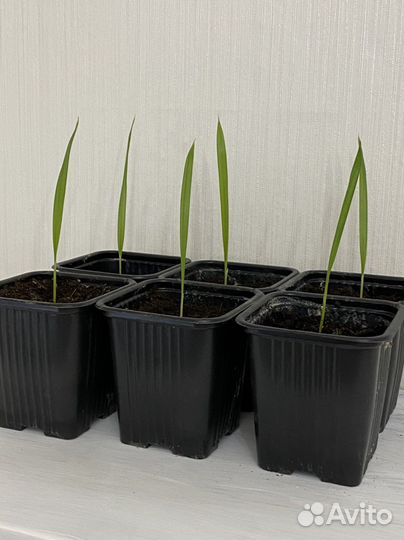 Пальмы Вашинтония